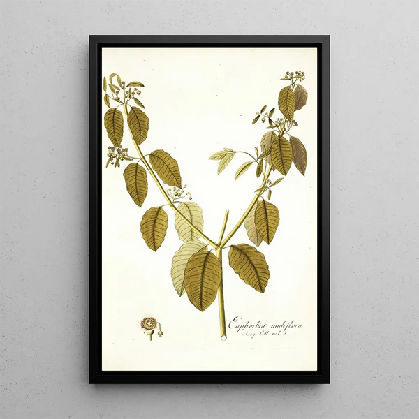 Nikolaus Joseph Freiherr von Jacquin - Euphorbia nudiflora.webp