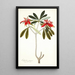 Euphorbia punicea - Nikolaus Joseph Freiherr von Jacquin — gerahmtes Bild an der Wand
