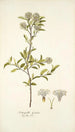 Fothergilla gardeni - Nikolaus Joseph Freiherr von Jacquin — Ansicht des Kunstwerks