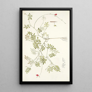 Nikolaus Joseph Freiherr von Jacquin - Galega capensis.webp