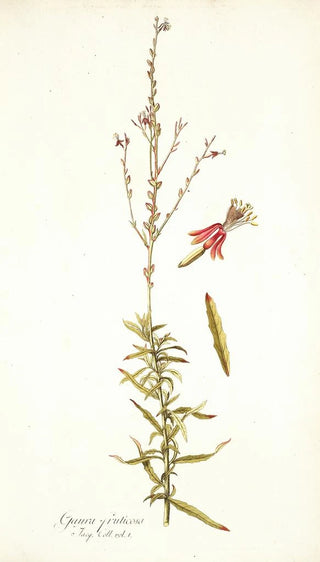 Nikolaus Joseph Freiherr von Jacquin - Gaura fruticosa.webp