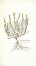 Genista hispanica - Nikolaus Joseph Freiherr von Jacquin — Ansicht des Kunstwerks