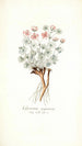 Geranium argenteum - Nikolaus Joseph Freiherr von Jacquin — Ansicht des Kunstwerks