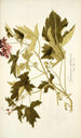 Geranium glutinosum - Nikolaus Joseph Freiherr von Jacquin — Ansicht des Kunstwerks