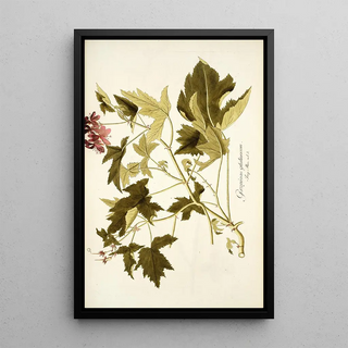 Nikolaus Joseph Freiherr von Jacquin - Geranium glutinosum.webp