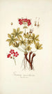 Geranium macrorrhizum - Nikolaus Joseph Freiherr von Jacquin — Ansicht des Kunstwerks