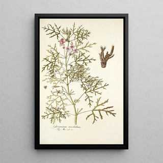 Nikolaus Joseph Freiherr von Jacquin - Geranium revolutum.webp