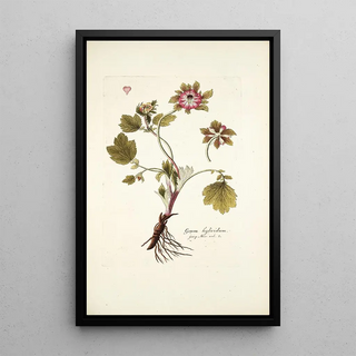 Nikolaus Joseph Freiherr von Jacquin - Geum hybridum.webp