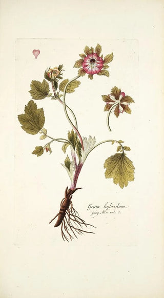 Nikolaus Joseph Freiherr von Jacquin - Geum hybridum.webp