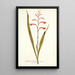 Gladioli meriani varietas - Nikolaus Joseph Freiherr von Jacquin — gerahmtes Bild an der Wand