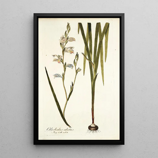 Nikolaus Joseph Freiherr von Jacquin - Gladiolus alatus.webp