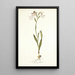Gladiolus albidus - Nikolaus Joseph Freiherr von Jacquin — gerahmtes Bild an der Wand