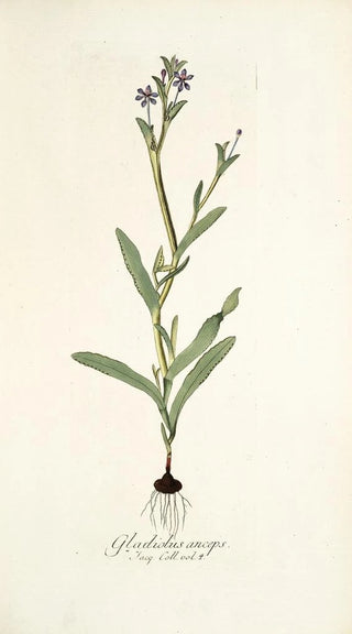Nikolaus Joseph Freiherr von Jacquin - Gladiolus anceps.webp