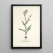 Gladiolus anceps - Nikolaus Joseph Freiherr von Jacquin — gerahmtes Bild an der Wand