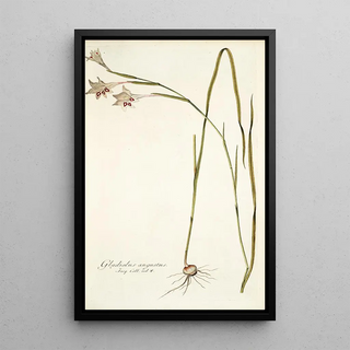 Nikolaus Joseph Freiherr von Jacquin - Gladiolus angustus.webp