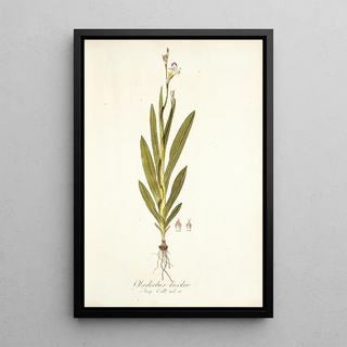 Nikolaus Joseph Freiherr von Jacquin - Gladiolus bicolor.webp