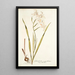 Gladiolus cuspidatus - Nikolaus Joseph Freiherr von Jacquin — gerahmtes Bild an der Wand