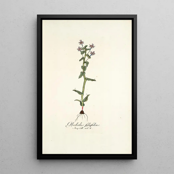 Nikolaus Joseph Freiherr von Jacquin - Gladiolus fissifolius.webp