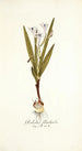 Gladiolus floribundus - Nikolaus Joseph Freiherr von Jacquin — Ansicht des Kunstwerks