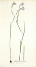 Gladiolus gracilis - Nikolaus Joseph Freiherr von Jacquin — Ansicht des Kunstwerks