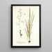 Gladiolus gramineus - Nikolaus Joseph Freiherr von Jacquin — gerahmtes Bild an der Wand