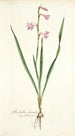 Gladiolus laccatus - Nikolaus Joseph Freiherr von Jacquin — Ansicht des Kunstwerks