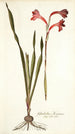 Gladiolus merianus - Nikolaus Joseph Freiherr von Jacquin — Ansicht des Kunstwerks
