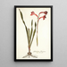 Gladiolus merianus - Nikolaus Joseph Freiherr von Jacquin — gerahmtes Bild an der Wand