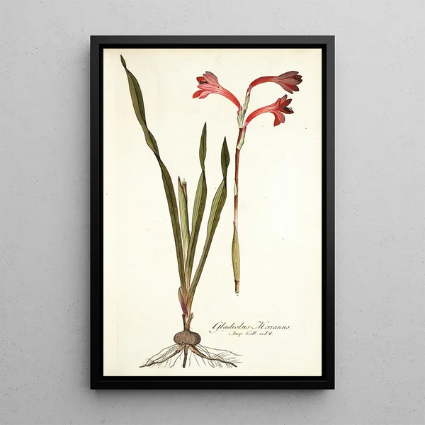 Nikolaus Joseph Freiherr von Jacquin - Gladiolus merianus.webp