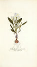 Gladiolus mucronatus - Nikolaus Joseph Freiherr von Jacquin — Ansicht des Kunstwerks