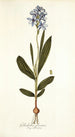 Gladiolus plicatus - Nikolaus Joseph Freiherr von Jacquin — Ansicht des Kunstwerks
