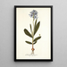 Gladiolus plicatus - Nikolaus Joseph Freiherr von Jacquin — gerahmtes Bild an der Wand