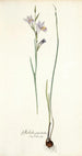 Gladiolus punctatus - Nikolaus Joseph Freiherr von Jacquin — Ansicht des Kunstwerks