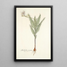 Gladiolus striatus - Nikolaus Joseph Freiherr von Jacquin — gerahmtes Bild an der Wand