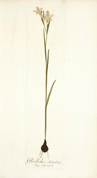 Nikolaus Joseph Freiherr von Jacquin - Gladiolus strictus.webp