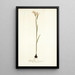 Gladiolus strictus - Nikolaus Joseph Freiherr von Jacquin — gerahmtes Bild an der Wand
