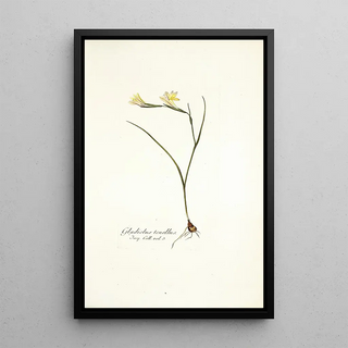 Nikolaus Joseph Freiherr von Jacquin - Gladiolus tenellus.webp