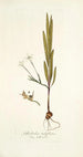 Gladiolus tubiflorus - Nikolaus Joseph Freiherr von Jacquin — Ansicht des Kunstwerks