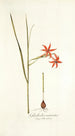 Gladiolus watsonius - Nikolaus Joseph Freiherr von Jacquin — Ansicht des Kunstwerks
