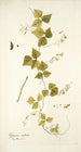 Glycine caribaea - Nikolaus Joseph Freiherr von Jacquin — Ansicht des Kunstwerks