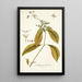 Gomphrena brasiliensis - Nikolaus Joseph Freiherr von Jacquin — gerahmtes Bild an der Wand