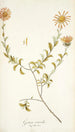 Gorteria Asteroides - Nikolaus Joseph Freiherr von Jacquin — Ansicht des Kunstwerks