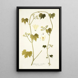 Nikolaus Joseph Freiherr von Jacquin - Gronovia scandens.webp