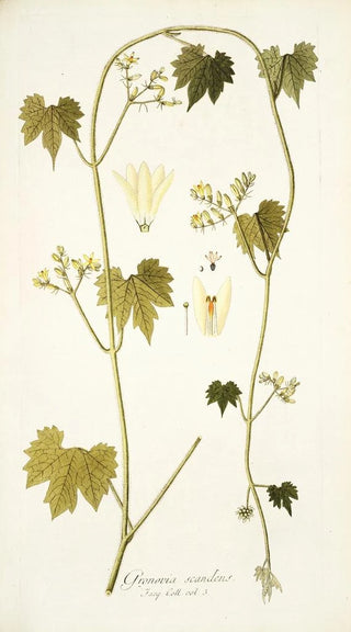 Nikolaus Joseph Freiherr von Jacquin - Gronovia scandens.webp