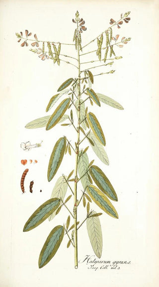 Nikolaus Joseph Freiherr von Jacquin - Hedysarum gyrans.webp