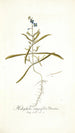 Heliophila integrifolia - Nikolaus Joseph Freiherr von Jacquin — Ansicht des Kunstwerks