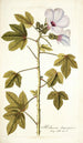 Hibiscus domingensis - Nikolaus Joseph Freiherr von Jacquin — Ansicht des Kunstwerks