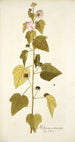 Hibiscus pentacarpos - Nikolaus Joseph Freiherr von Jacquin — Ansicht des Kunstwerks