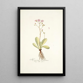 Nikolaus Joseph Freiherr von Jacquin - Hieracium incarnatum.webp