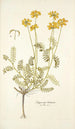 Hippocrepis balearica - Nikolaus Joseph Freiherr von Jacquin — Ansicht des Kunstwerks